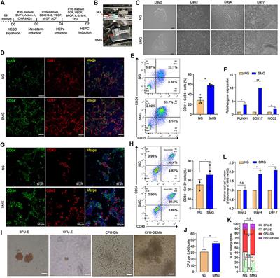 Simulated Microgravity Potentiates Hematopoietic Differentiation of Human Pluripotent Stem Cells and Supports Formation of 3D Hematopoietic Cluster